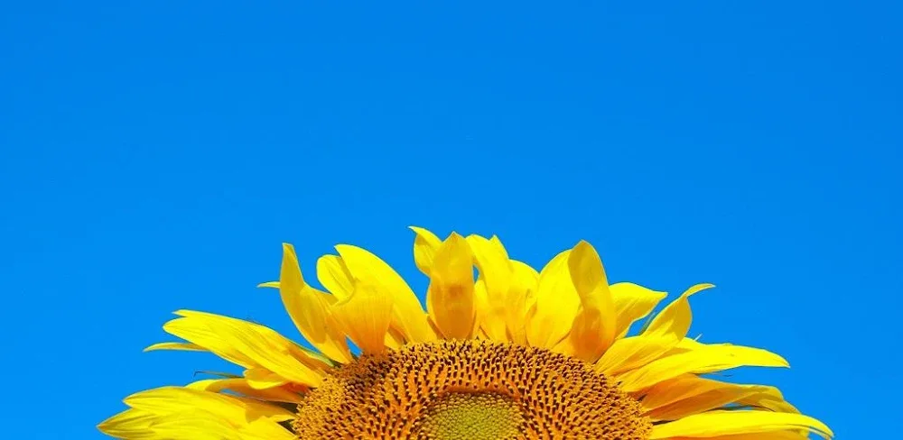 Simulator of Ukraine Premium